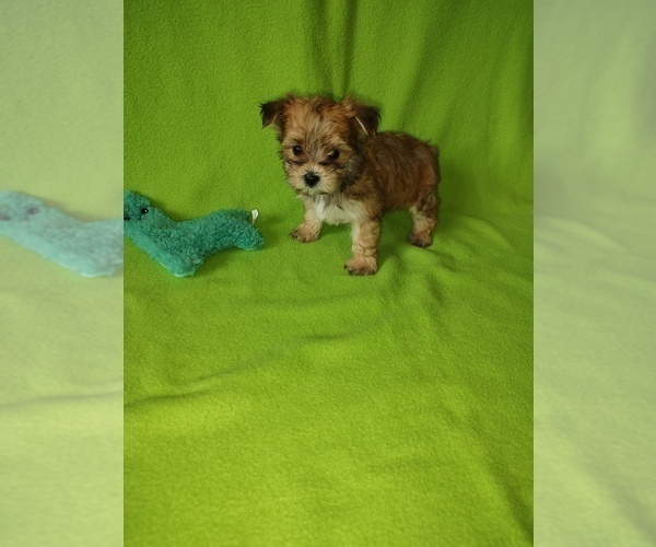 Medium Photo #3 Yorkshire Terrier Puppy For Sale in LAPEER, MI, USA