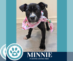 Small #5 Labrador Retriever Mix