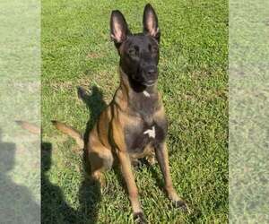 Mutt Dogs for adoption in Stevens Point, WI, USA