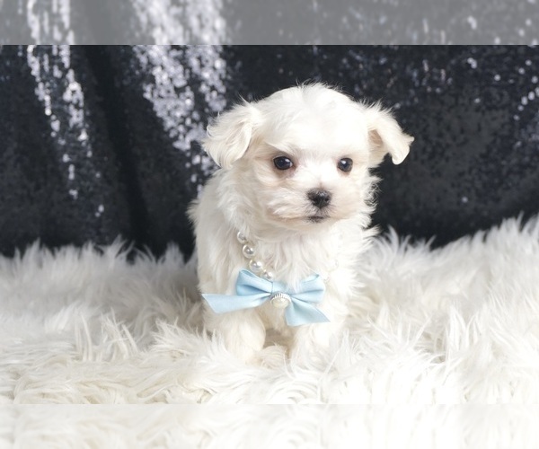 Medium Photo #5 Maltese Puppy For Sale in WARSAW, IN, USA
