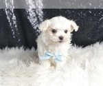 Small #4 Maltese