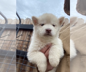 Alaskan Malamute Puppy for sale in VACAVILLE, CA, USA