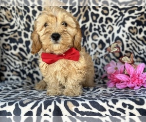 Bichpoo-Cavalier King Charles Spaniel Mix Puppy for sale in LANCASTER, PA, USA