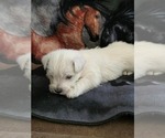 Puppy Puppy 2 West Highland White Terrier