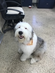 Mother of the Old English Sheepdog puppies born on 10/06/2018