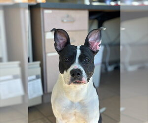 American Staffordshire Terrier-Boston Terrier Mix Dogs for adoption in Lee's Summit, MO, USA