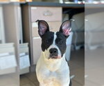 Small American Staffordshire Terrier-Boston Terrier Mix