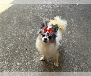 Pomeranian Puppy for sale in CLARKSVILLE, TN, USA