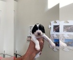 Small Photo #3 English Springer Spaniel Puppy For Sale in PARKER, CO, USA