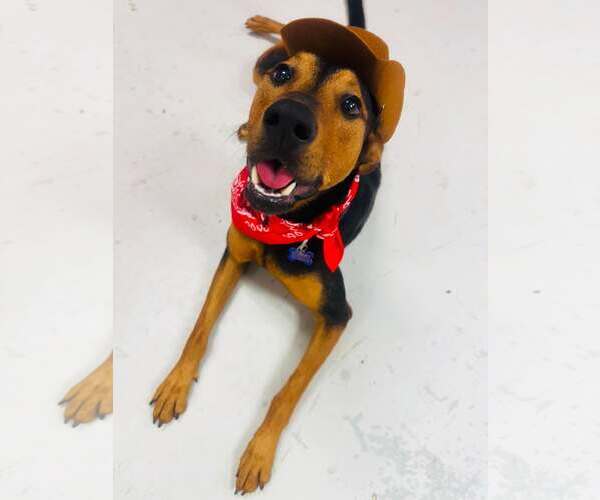 Medium Photo #12 Doberman Pinscher-Unknown Mix Puppy For Sale in Houston, TX, USA