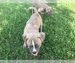 Small Photo #4 American Bulldog Puppy For Sale in NEVADA, TX, USA