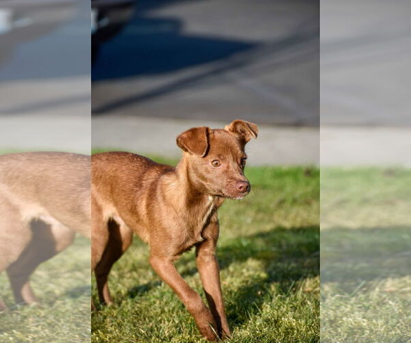 Medium Photo #3 Dachshund-Unknown Mix Puppy For Sale in Arlington, WA, USA