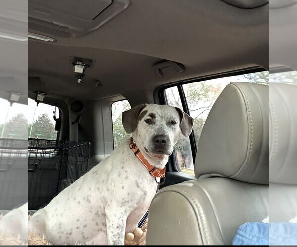 Medium Photo #6 Mutt Puppy For Sale in Rockaway, NJ, USA