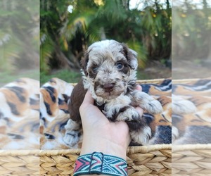 Cockapoo (Toy) Puppy for sale in TAMPA, FL, USA