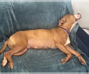 Sequoia - Female Labrador Retriever-Unknown Mix Dog for Adoption - Photo #7