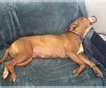 Small Photo #7 Labrador Retriever-Unknown Mix Puppy For Sale in The Woodlands, TX, USA