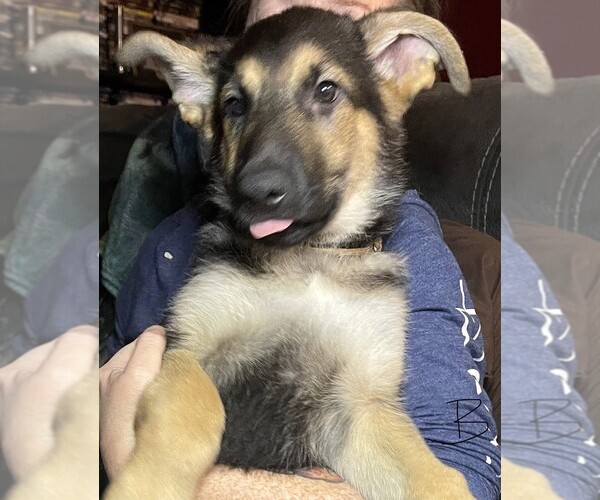 Medium Photo #6 German Shepherd Dog Puppy For Sale in SACRAMENTO, CA, USA