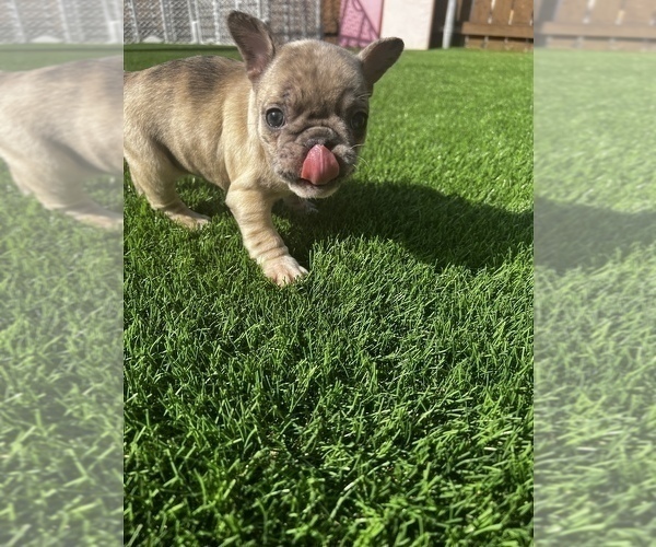 Full screen Photo #8 French Bulldog Puppy For Sale in SAN DIEGO, CA, USA