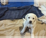 Small Photo #33 Labrador Retriever Puppy For Sale in LOGAN, UT, USA
