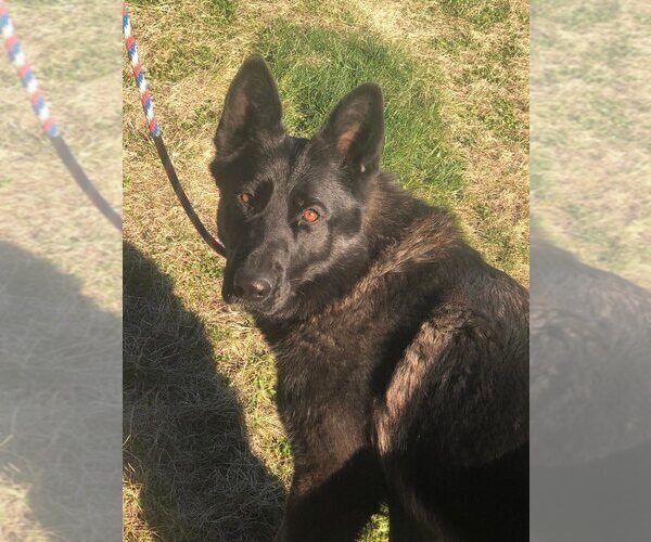 Medium Photo #10 German Shepherd Dog Puppy For Sale in NEWVILLE, PA, USA