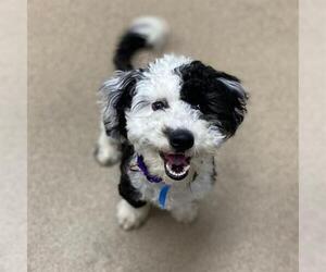 Poodle (Miniature)-Unknown Mix Dogs for adoption in Aurora, CO, USA
