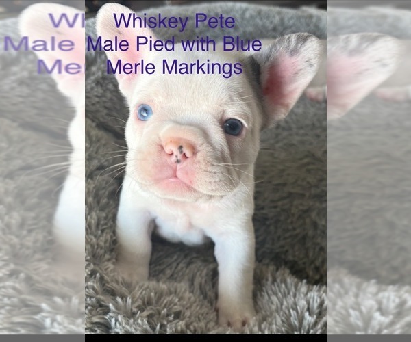 Medium Photo #3 French Bulldog Puppy For Sale in PAHRUMP, NV, USA