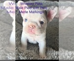 Puppy Whiskey Pete French Bulldog