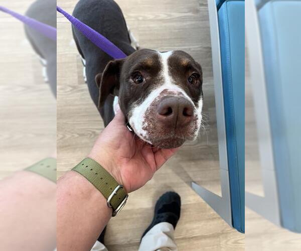 Medium Photo #1 Mutt Puppy For Sale in Pearland, TX, USA