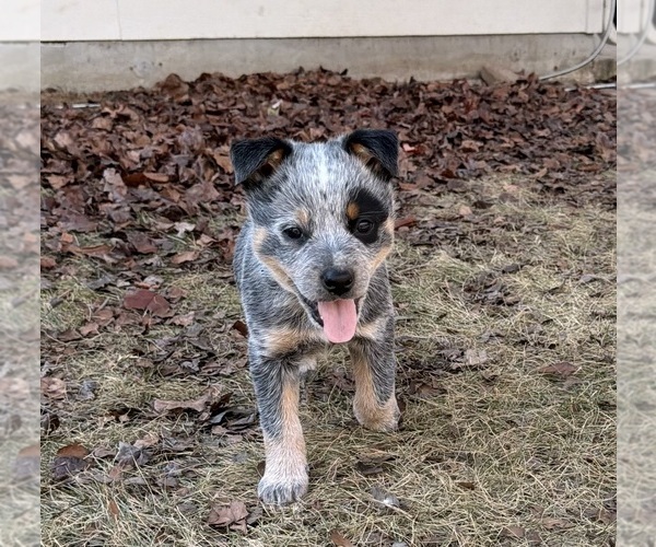 Medium Photo #2 Australian Cattle Dog Puppy For Sale in ROCKWALL, TX, USA