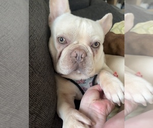 Father of the French Bulldog puppies born on 05/24/2025