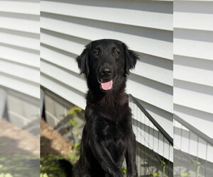 Marley - Male Mutt Dog for Adoption - Photo #6