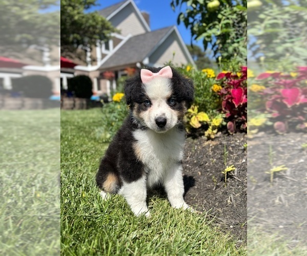Medium Photo #7 Miniature Australian Shepherd Puppy For Sale in NOBLESVILLE, IN, USA