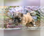 Small #5 Shih Tzu