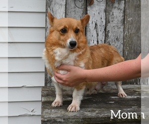Mother of the Pembroke Welsh Corgi puppies born on 03/23/2024