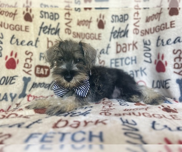 Medium Photo #7 Schnauzer (Miniature) Puppy For Sale in LAKELAND, FL, USA