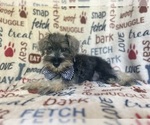 Small #6 Schnauzer (Miniature)