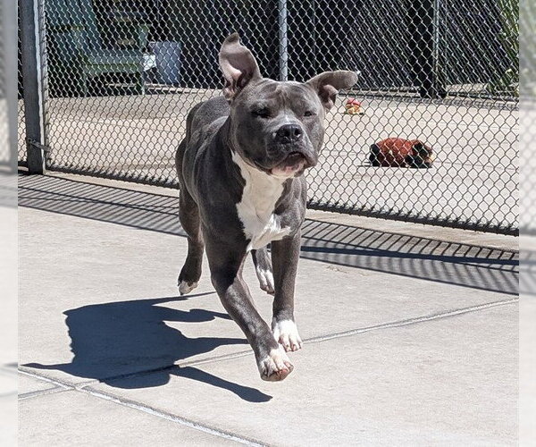 Medium Photo #1 American Pit Bull Terrier Puppy For Sale in Denver, CO, USA
