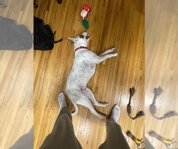 Medium Photo #7 Mutt Puppy For Sale in Minneapolis, MN, USA