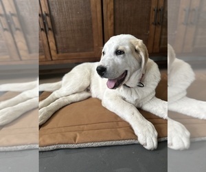 Labrador Retriever Puppy for sale in NAMPA, ID, USA