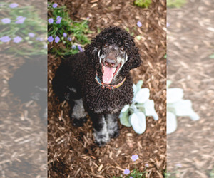 Father of the Goldendoodle puppies born on 05/12/2023