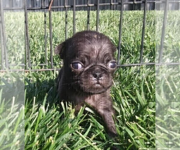 Medium Photo #3 Pug Puppy For Sale in FORT WAYNE, IN, USA