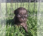 Small Photo #3 Pug Puppy For Sale in FORT WAYNE, IN, USA