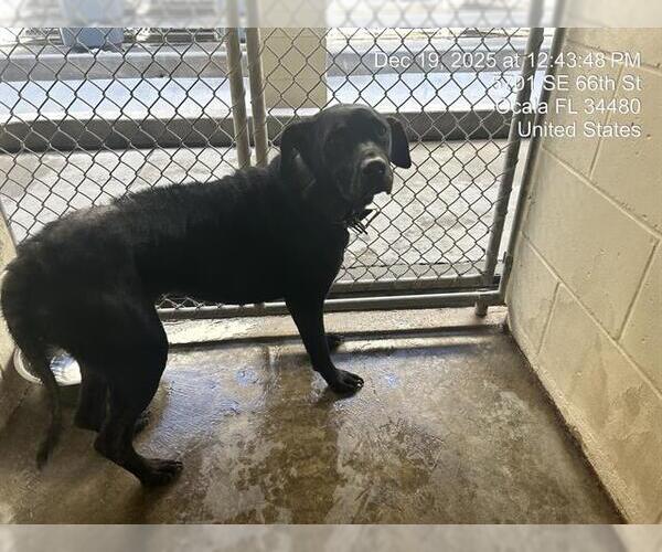 Medium Photo #1 American Pit Bull Terrier Puppy For Sale in Ocala, FL, USA