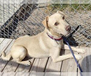 Labrador Retriever-Unknown Mix Dogs for adoption in Conroe, TX, USA