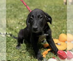 Small #1 Labrador Retriever