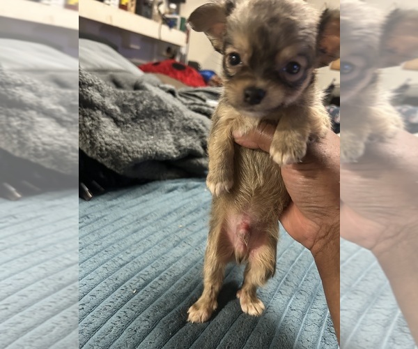 Medium Photo #3 Chiranian Puppy For Sale in BIRMINGHAM, AL, USA