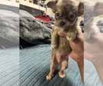Small #2 Chiranian