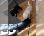 Small Photo #11 Goldador Doodle Puppy For Sale in GIBSONVILLE, NC, USA