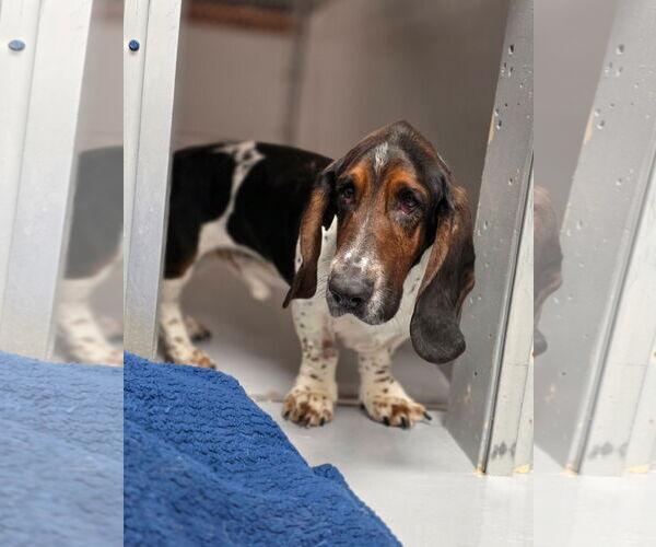 Medium Photo #4 Basset Hound Puppy For Sale in Brookville, OH, USA