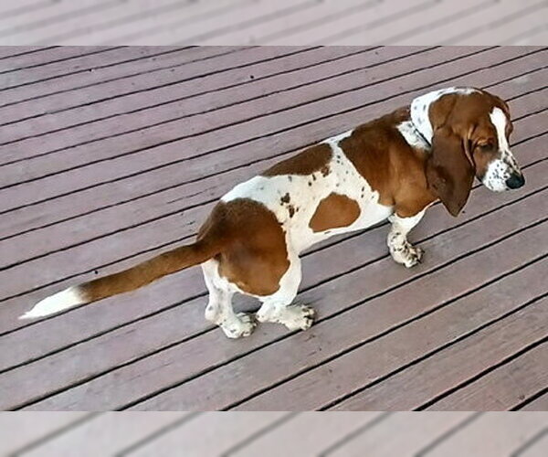 Medium Photo #2 Basset Hound Puppy For Sale in Deepwater, NJ, USA